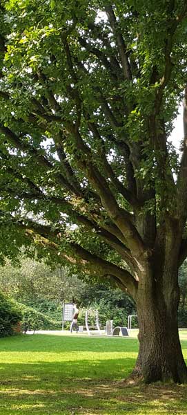 baum